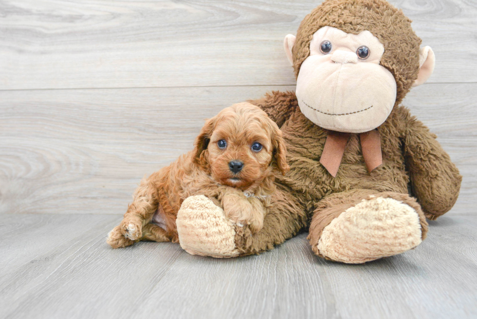 Smart Cavapoo Poodle Mix Pup