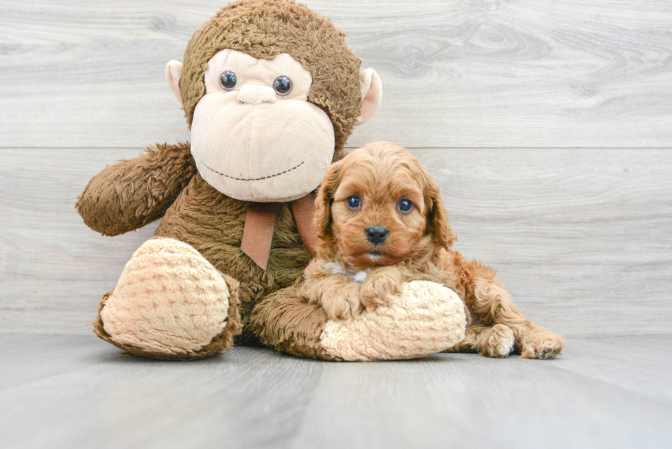 Fluffy Cavapoo Poodle Mix Pup