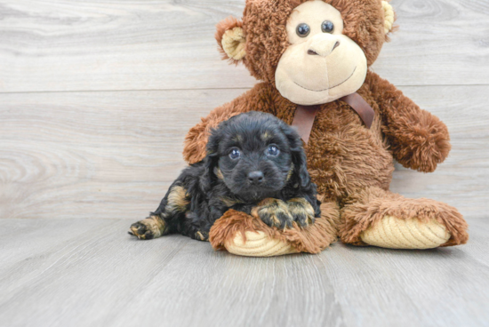 Cavapoo Pup Being Cute