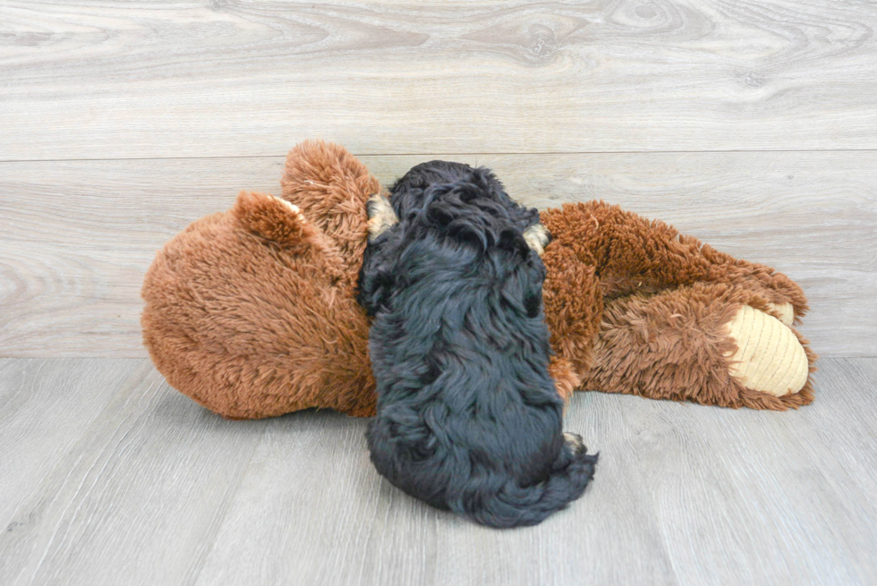 Adorable Cavoodle Poodle Mix Puppy