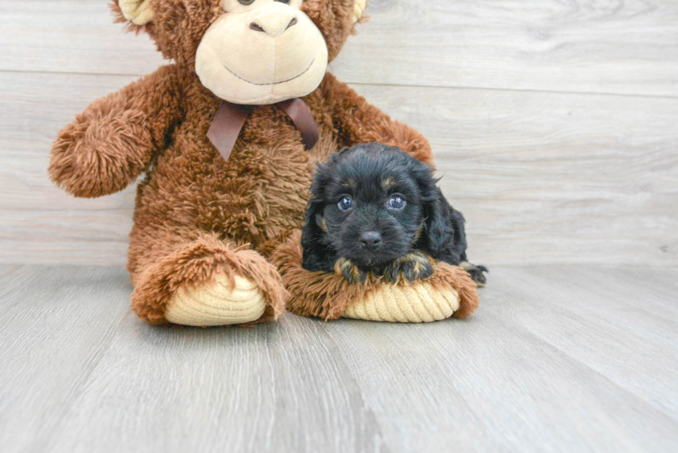 Best Cavapoo Baby