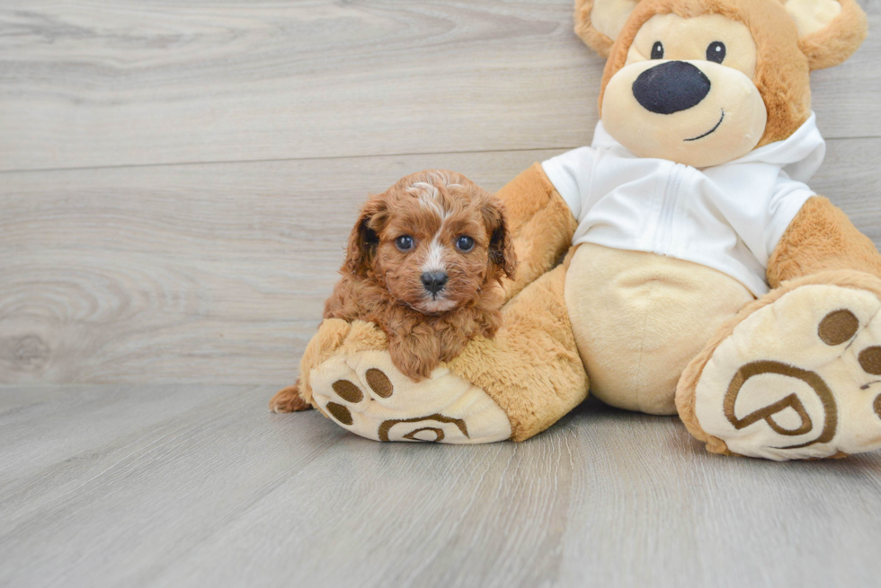 Little Cavoodle Poodle Mix Puppy
