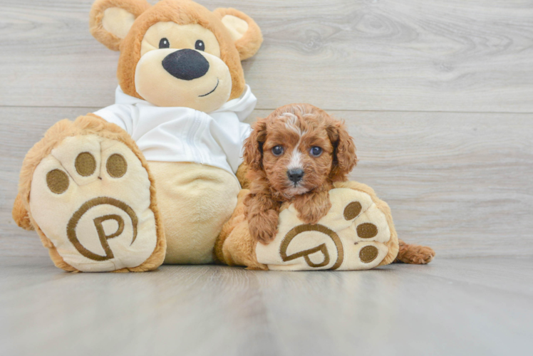 Cavapoo Puppy for Adoption
