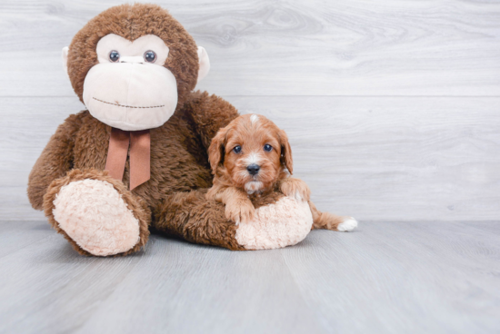 Best Cavapoo Baby