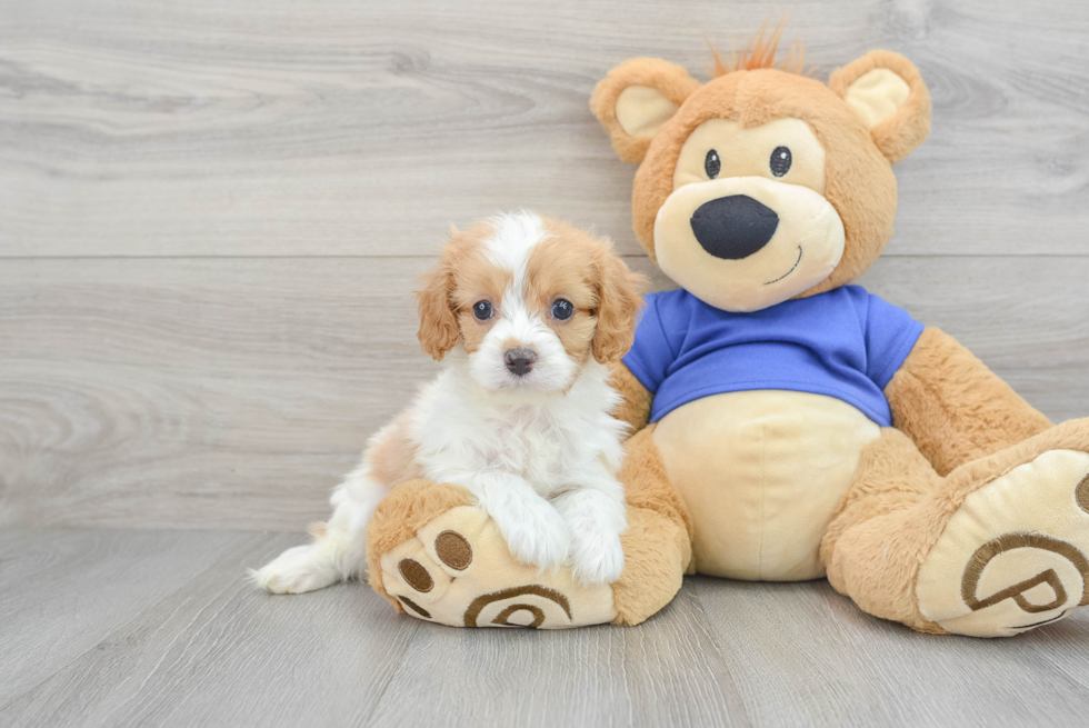 Playful Cavoodle Poodle Mix Puppy