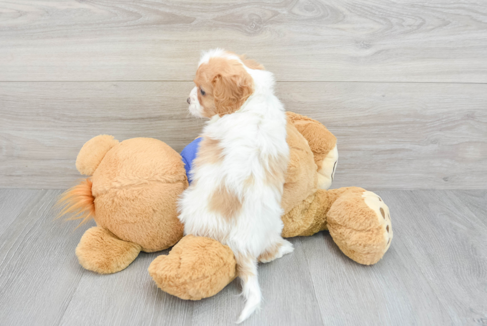 Cute Cavapoo Baby