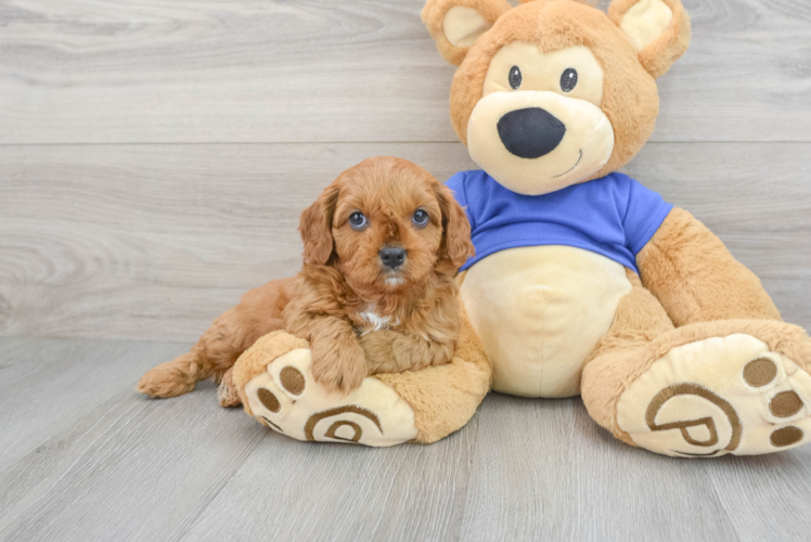 Best Cavapoo Baby