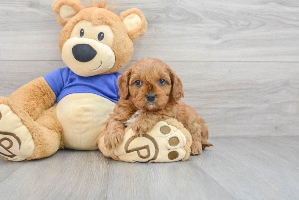 Cavapoo Pup Being Cute