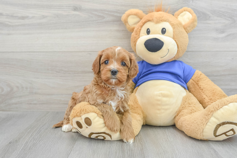 Adorable Cavoodle Poodle Mix Puppy