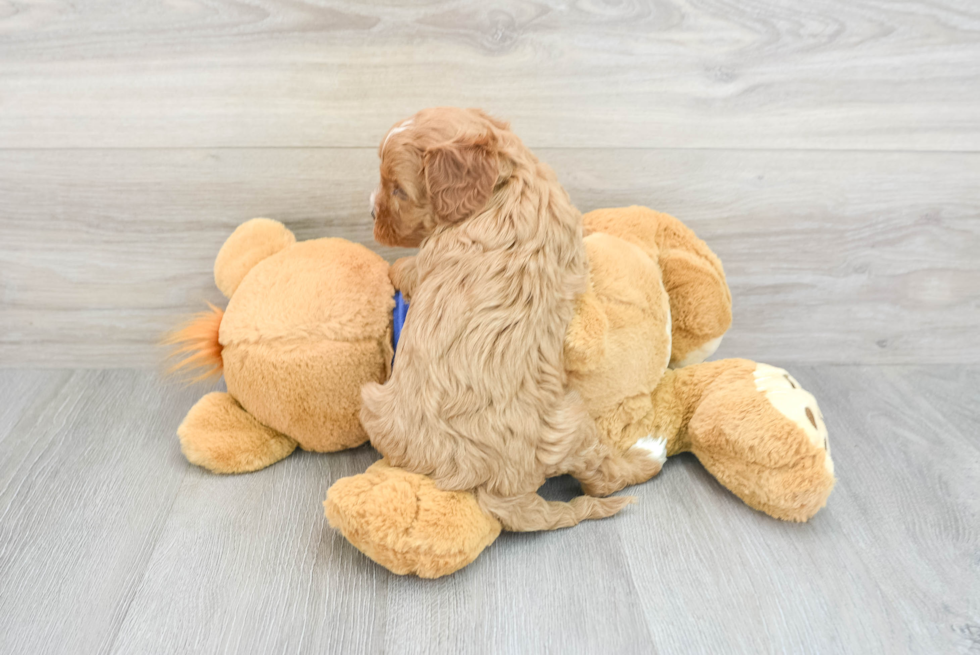 Cavapoo Pup Being Cute