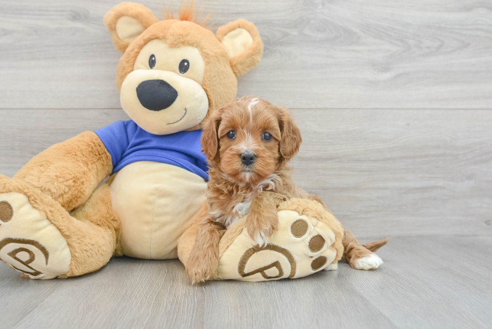 Petite Cavapoo Poodle Mix Pup