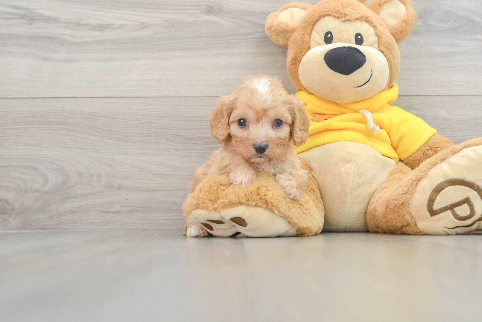 Funny Cavapoo Honey: 3lb 13oz Doodle Puppy