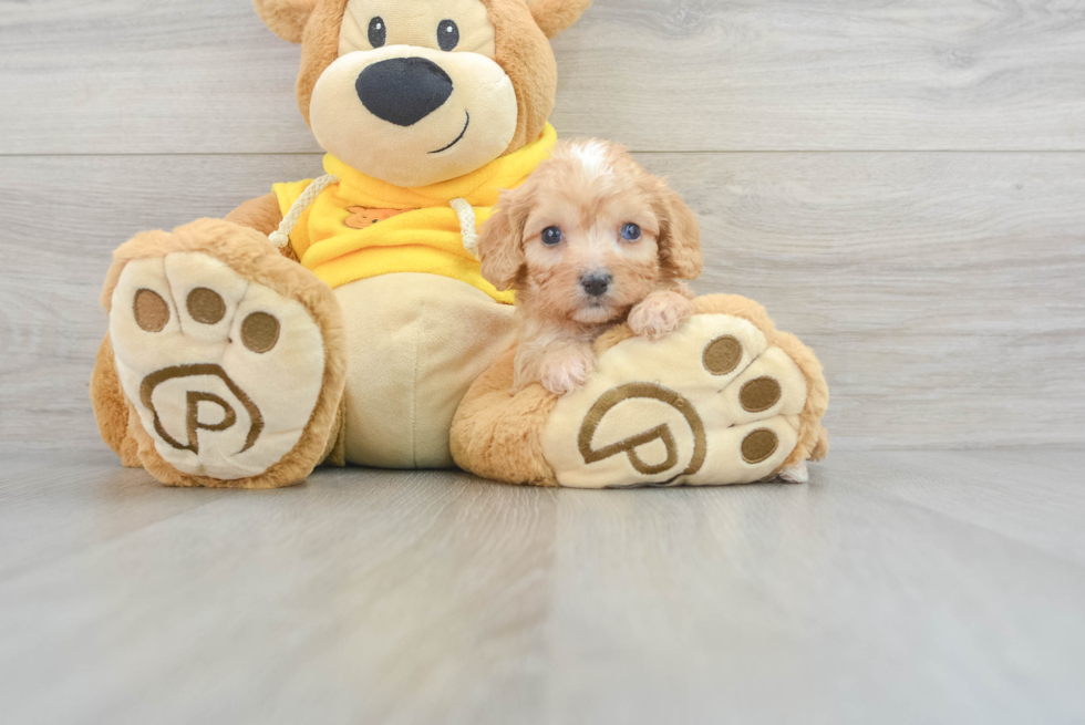 Cavapoo Puppy for Adoption