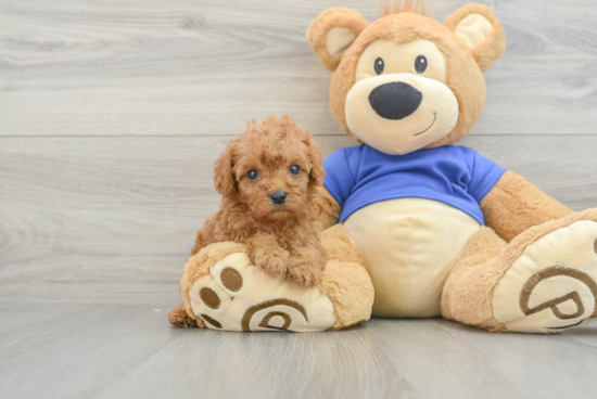 Playful Cavoodle Poodle Mix Puppy