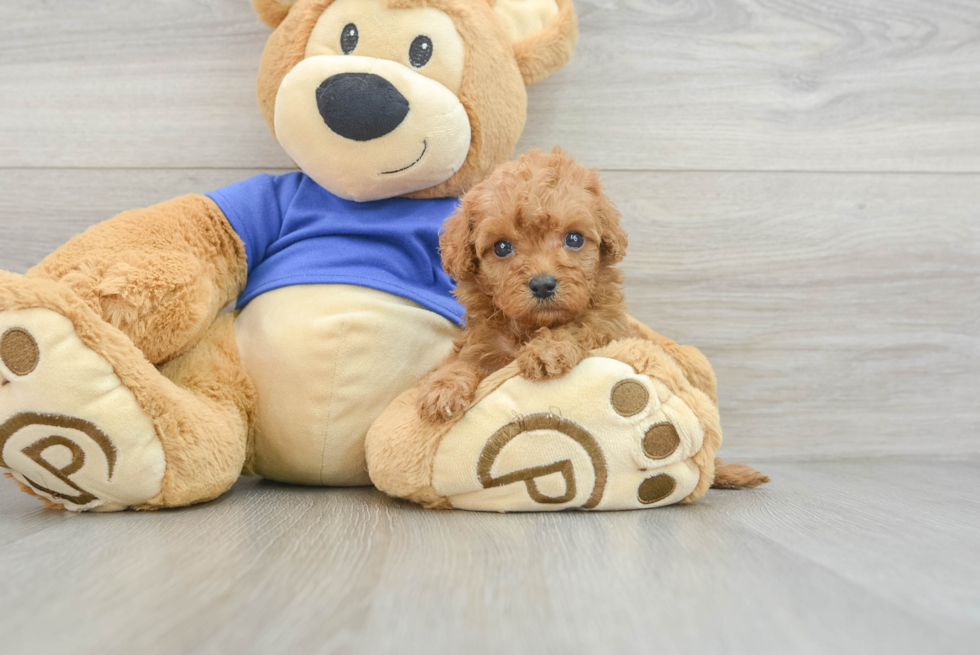 Cavapoo Pup Being Cute