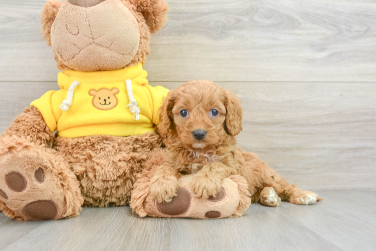 Fluffy Cavapoo Poodle Mix Pup