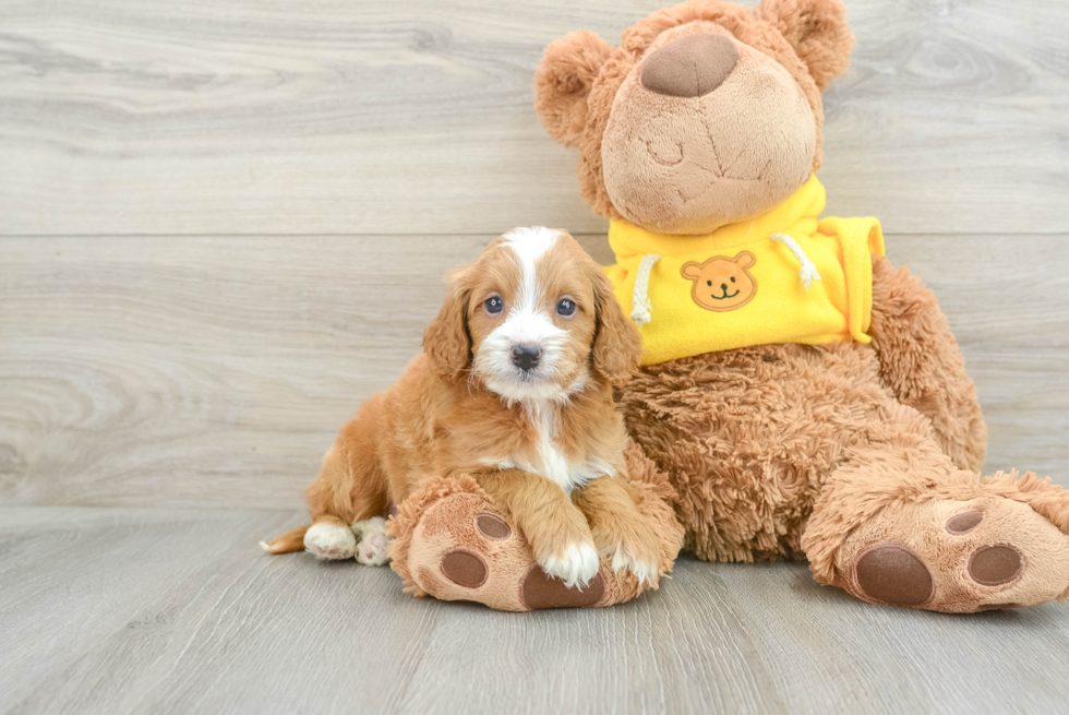 Cavapoo Puppy for Adoption