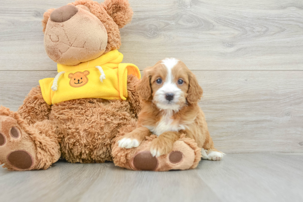 Hypoallergenic Cavadoodle Poodle Mix Puppy