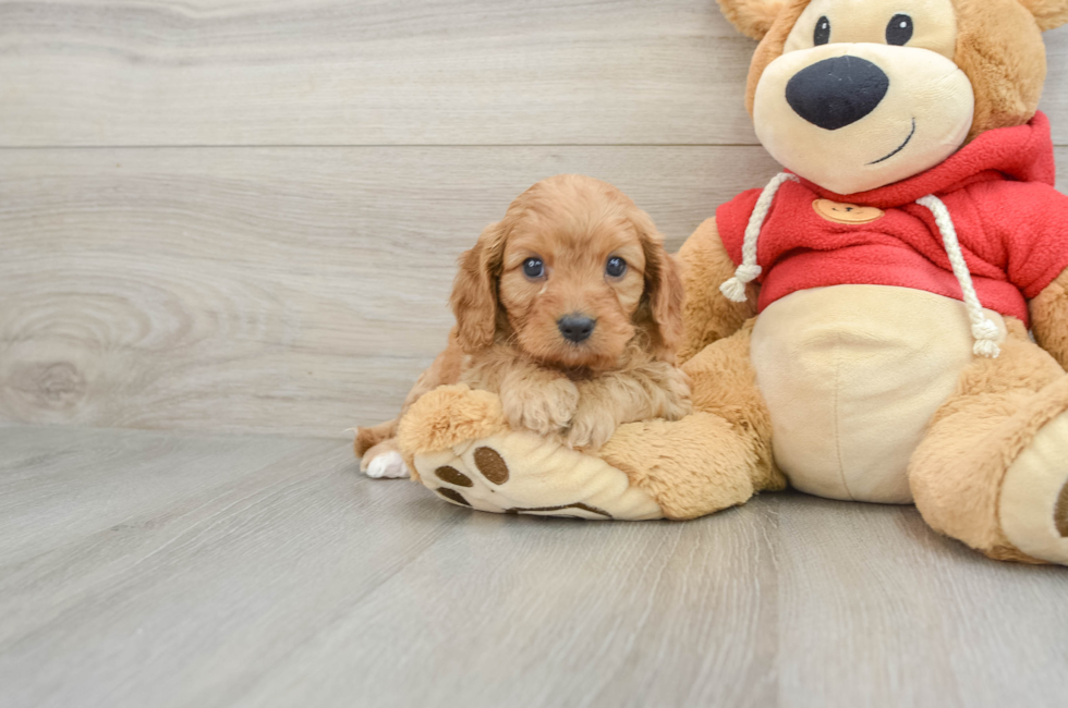 6 week old Cavapoo Puppy For Sale - Premier Pups