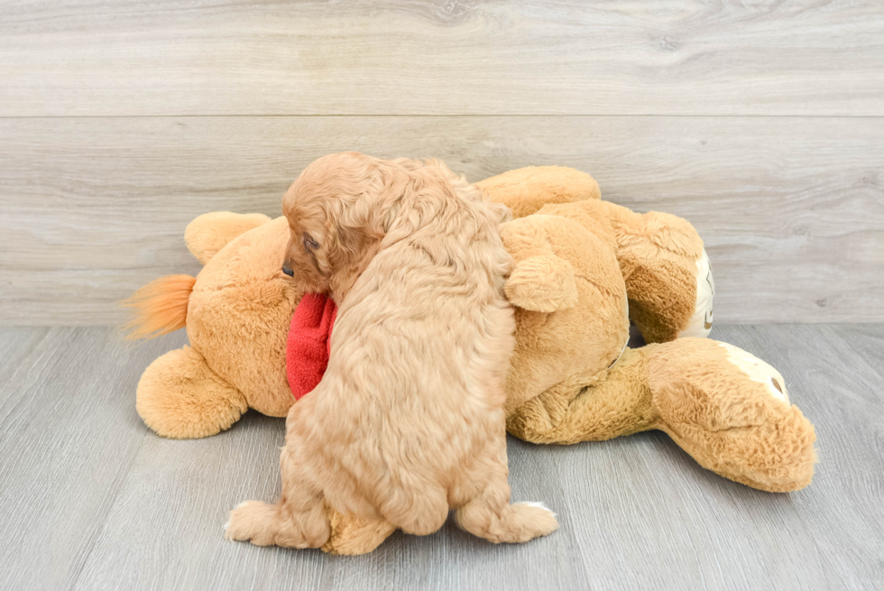 Energetic Cavoodle Poodle Mix Puppy