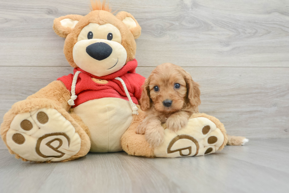 Small Cavapoo Baby