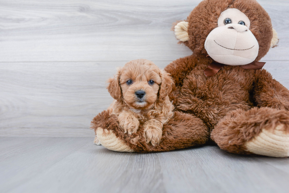 Cavapoo Puppy for Adoption