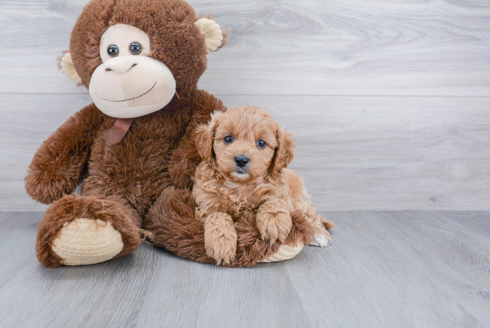 Playful Cavoodle Poodle Mix Puppy