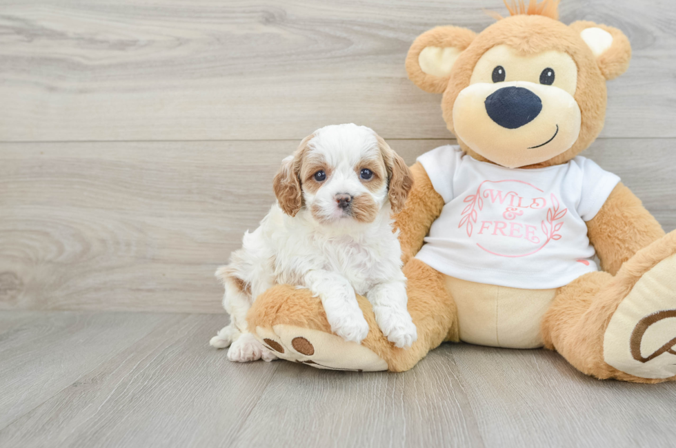 6 week old Cavapoo Puppy For Sale - Premier Pups