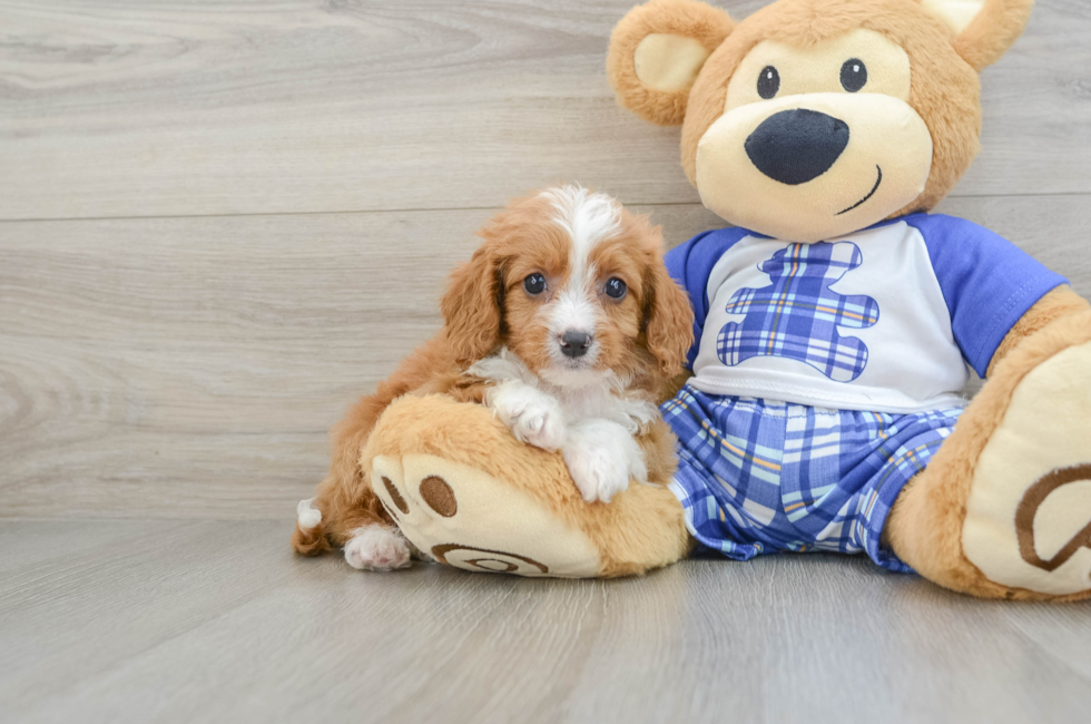 7 week old Cavapoo Puppy For Sale - Premier Pups