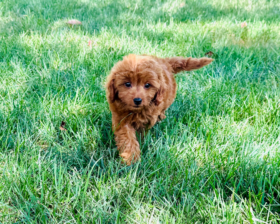 Cavapoo Pup Being Cute