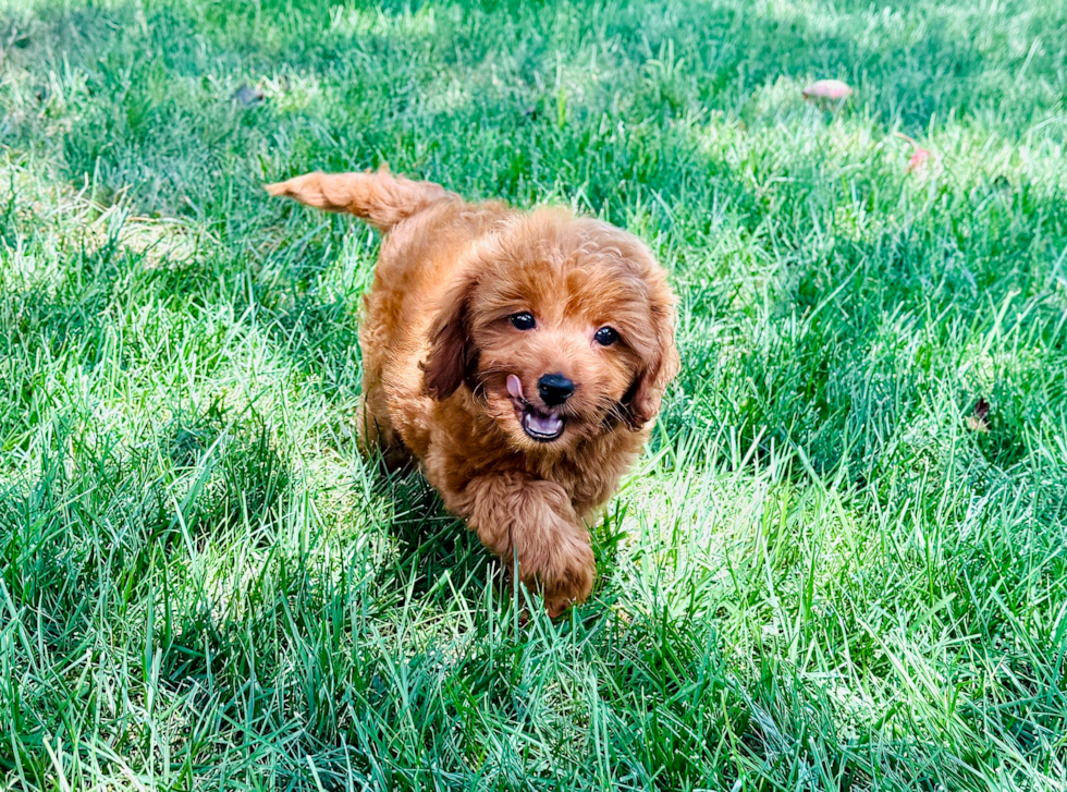 Best Cavapoo Baby
