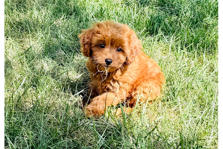 Cavapoo Pup Being Cute