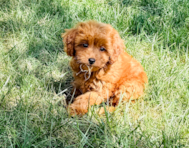 9 week old Cavapoo Puppy For Sale - Premier Pups