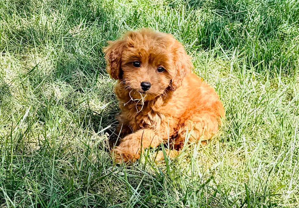 Cavapoo Pup Being Cute