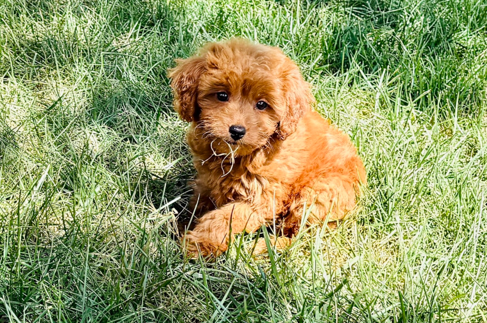 9 week old Cavapoo Puppy For Sale - Premier Pups