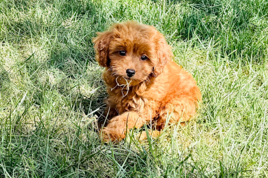 Cavapoo Pup Being Cute