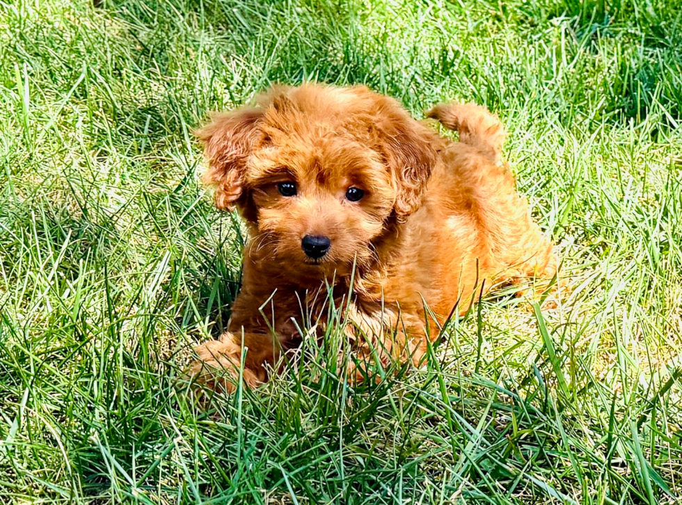 Playful Cavapoodle Poodle Mix Puppy
