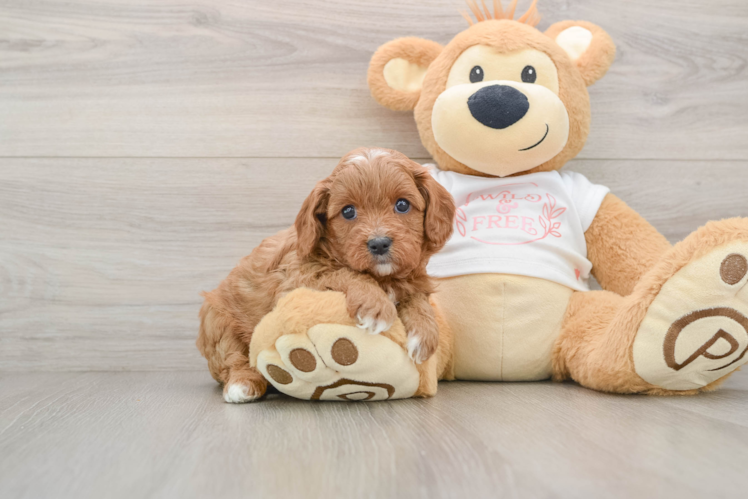 Adorable Cavalier King Charles Spaniel and Poodle Mix Poodle Mix Puppy