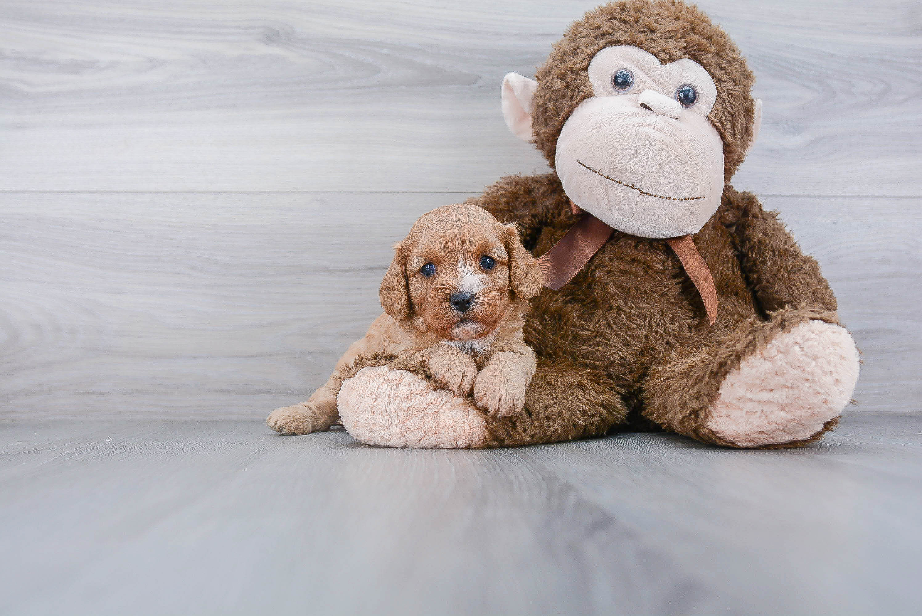 Best Cavapoo Baby