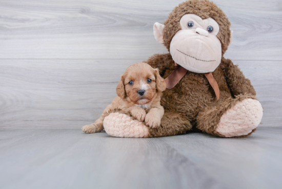 Best Cavapoo Baby