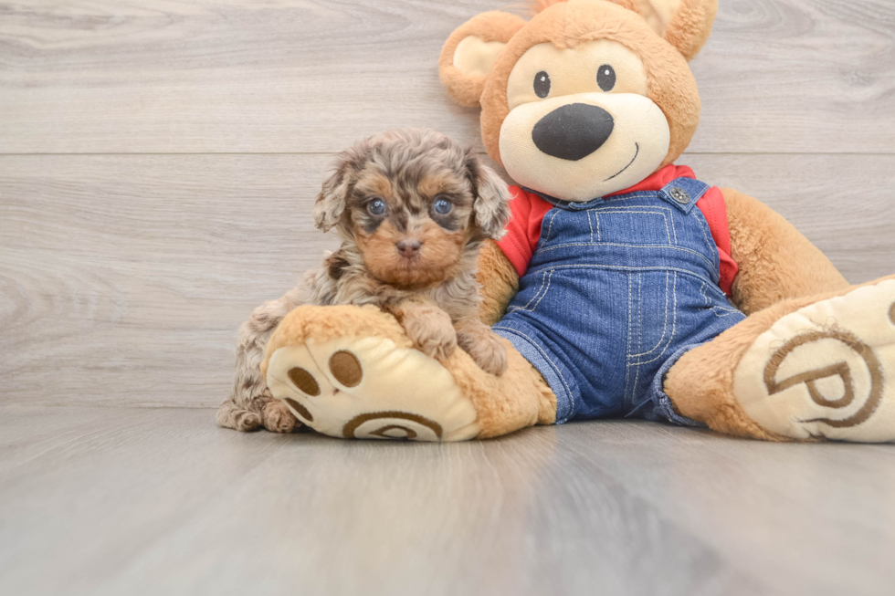 Happy Cavapoo Baby