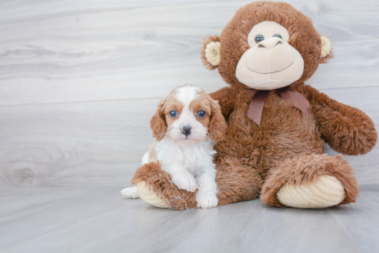 Popular Cavapoo Poodle Mix Pup