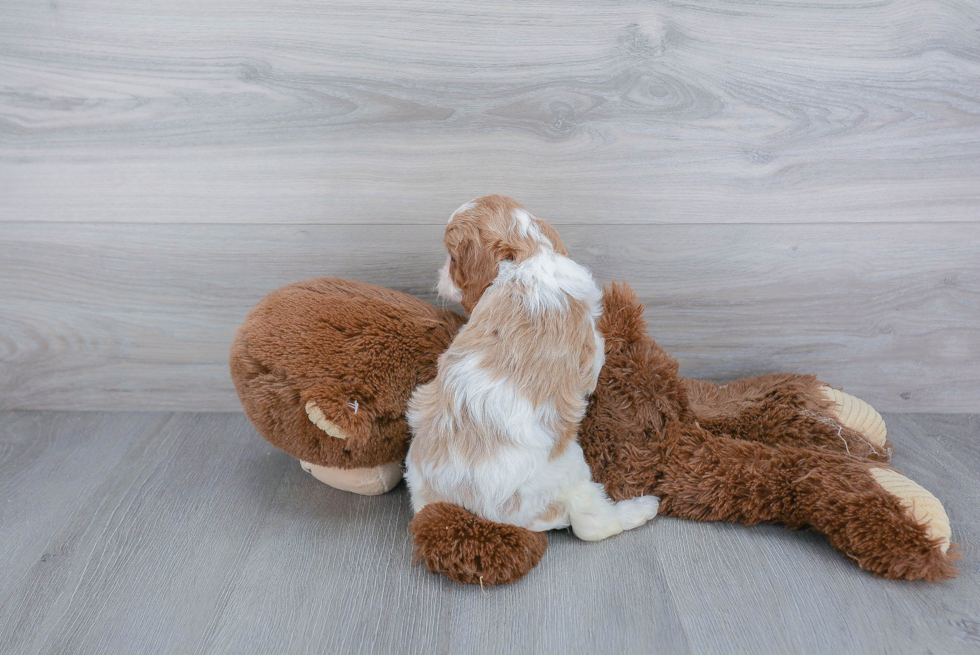 Happy Cavapoo Baby