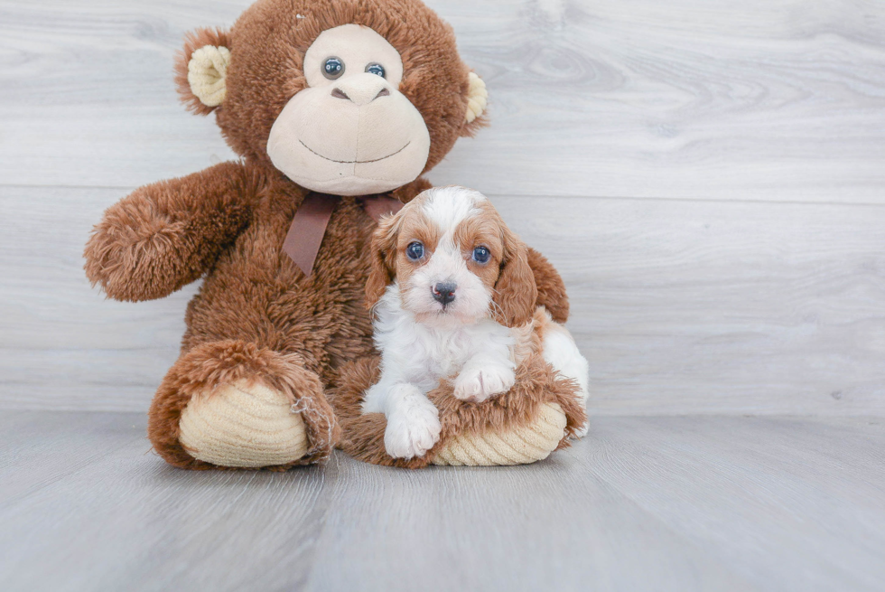 Smart Cavapoo Poodle Mix Pup