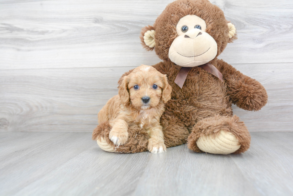 Best Cavapoo Baby