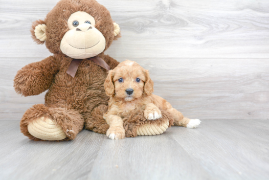 Best Cavapoo Baby