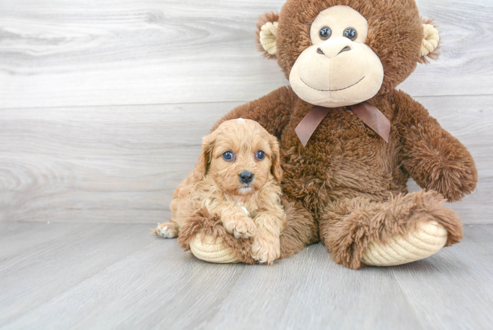 Best Cavapoo Baby