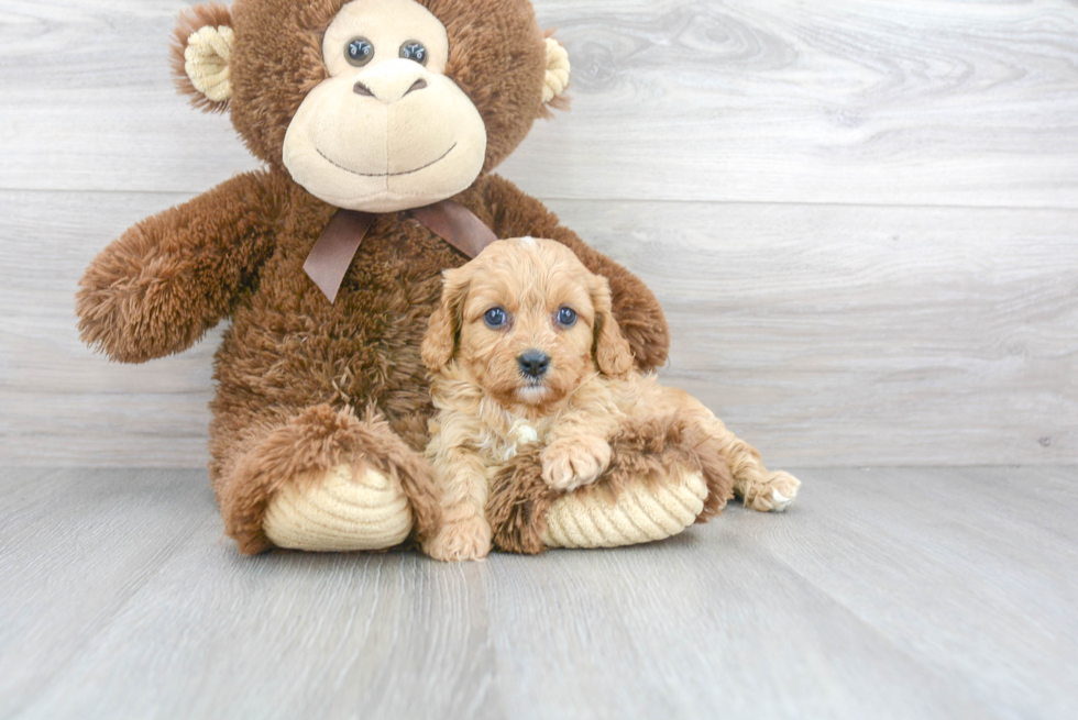 Friendly Cavapoo Baby