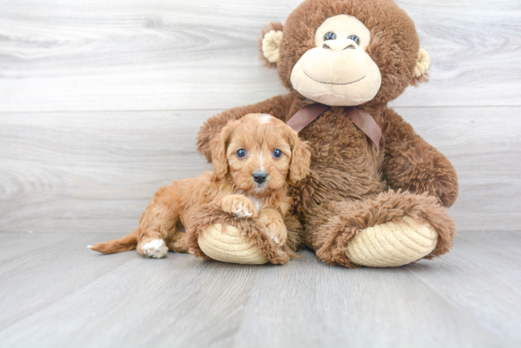 Little Cavoodle Poodle Mix Puppy