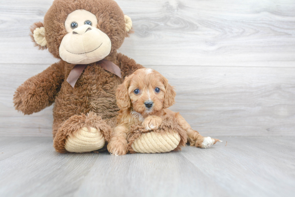 Cute Cavapoo Baby